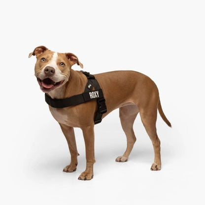 Personalized Dog Harness